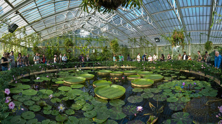 The Summer episode features a rare midnight bloom in the Waterlily House (Image: David Iliff. License: CC BY-SA 3.0)