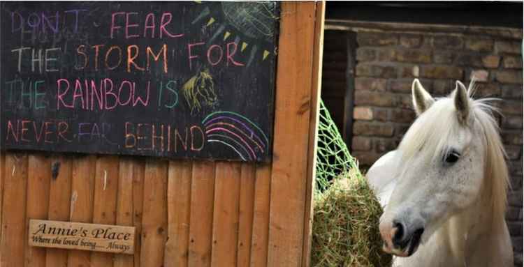 Teddington waved a sad farewell to Park Lane Stables yesterday (Image: Park Lane Stables)