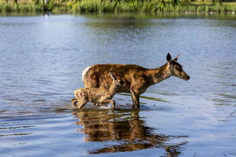 Mother deer and her calf go for a paddle (Image: Cathy Cooper)