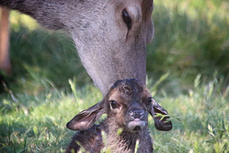 A calf just after birth - mothers are very protective of their fauns and hide them in the long grasses of the parks (Image: Sue Lindenberg)