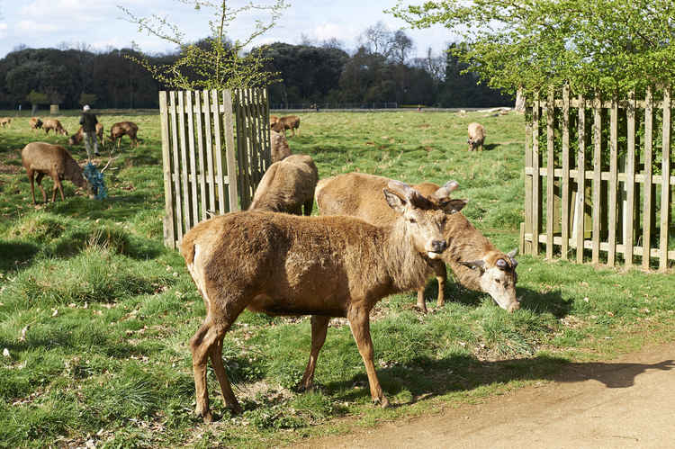 Deer in Bushy Park (Image: Royal Parks)