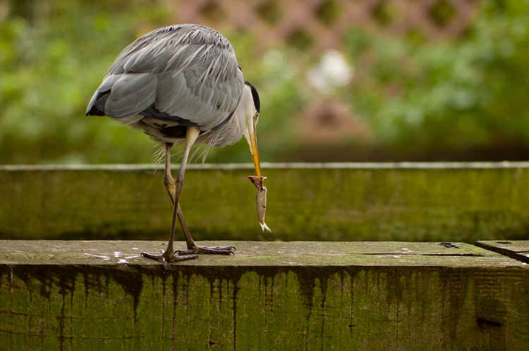 Visitors are asked to leave wildlife in peace, like this heron in St James Park (Image: Royal Parks)