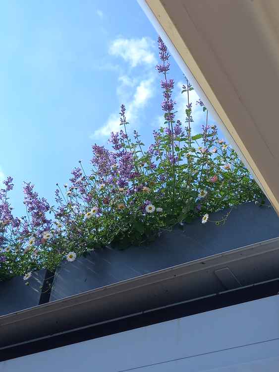 The roof has planters that we buzzing with life yesterday morning! (Image: Jessica Broadbent)