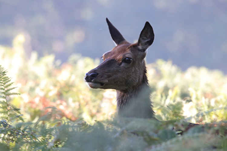 Deer in Richmond Park (Image: Royal Parks)