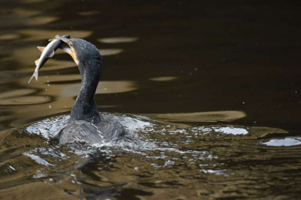 As part of its #KeepWildlifeWild campaign the Royal Parks is encouraging people to get out and get bird spotting