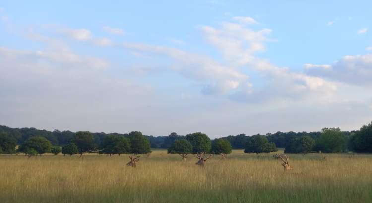 Richmond Park: Greenacre says people are much more interested in living in rural settings now with access to green spaces (Image: Jessica Broadbent, Nub News)