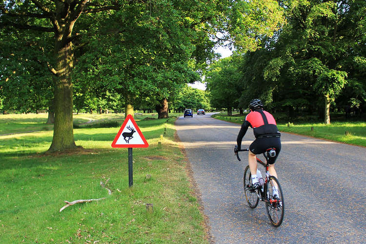 A cyclist in Richmond Park (Image: Andreas, Flikr)