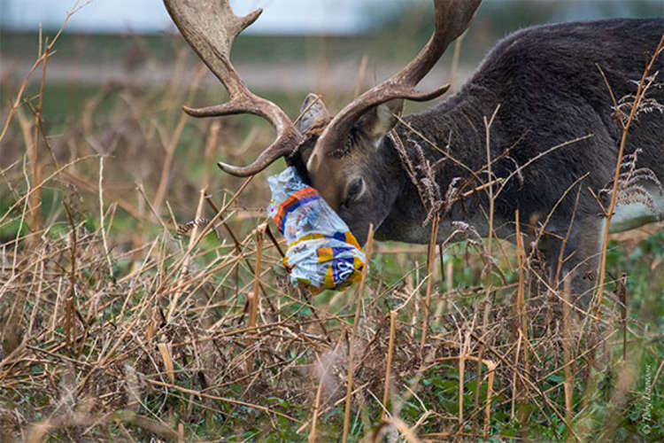 (Image: The Royal Parks)