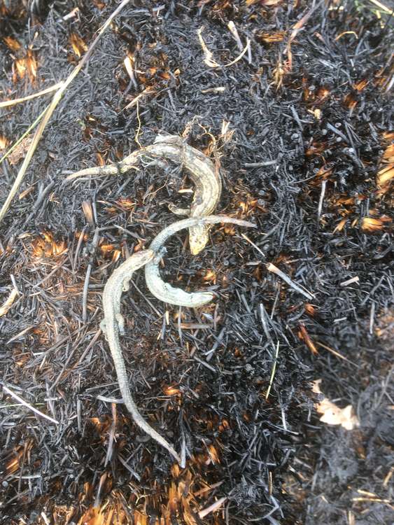 Lizards that were sadly killed in a grassland fire covering 100m2 in Richmond Park during lockdown last year (Image: Royal Parks)