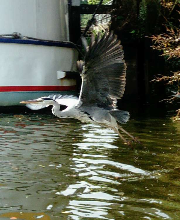 Photograph by Jamal Gibbs, careful rowing by Adam Bradley