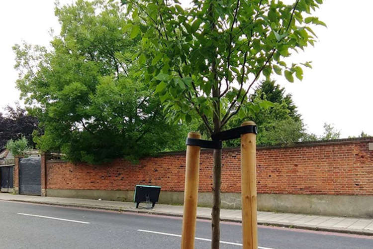 Richmond Council will be re-planting trees across the borough. Credit: Nub News