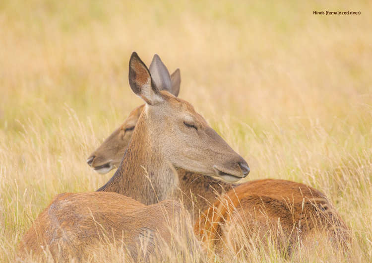 The Park is home to over 650 deer. © Tammy Marlar.