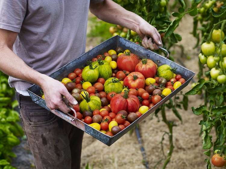 Credit: Petersham Nurseries.