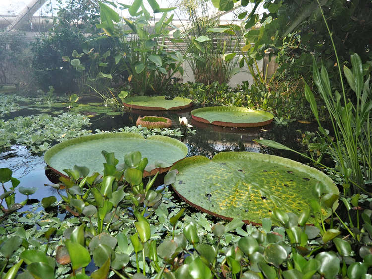 The giant waterlily Victoria amazonica. Credit: RBG Kew.