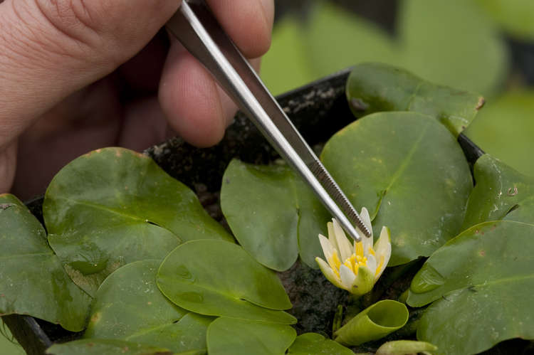 Nymphaea thermarum the worlds smallest waterlily. Credit: RBG Kew.