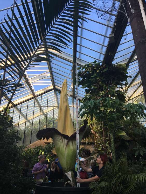 The Titan Arum, AKA 'the corpse flower'. Credit: RBG Kew.