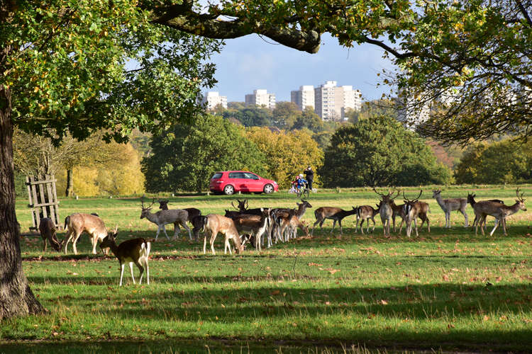 Deer in Richmond Park