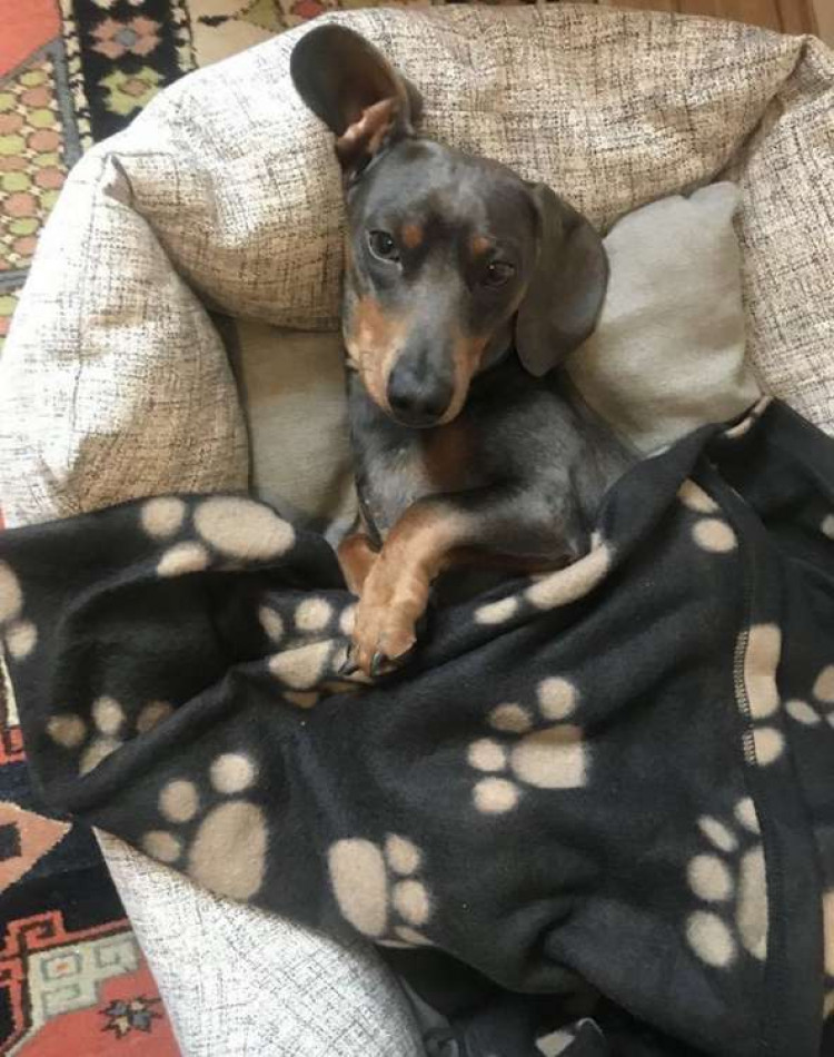 Hector the missing dog is a 1-year-old Dachshund his owners describe as a "sweet charming boy".