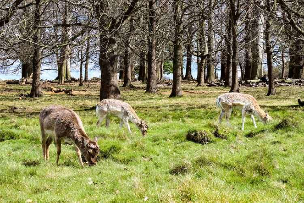 The Deer cull started on Monday.