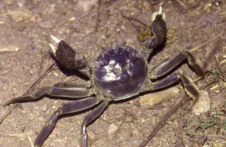 A Chinese mitten crab, so called because their claws are covered in what looks like velvet. Credit: Christian Fischer.