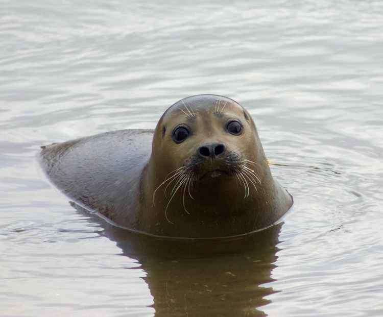 Freddie the seal popping his head up.