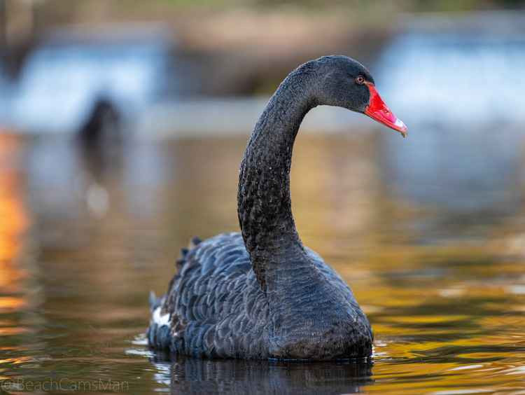 One of Dawlish's black swans. Picture: Dawlish Beach Cams