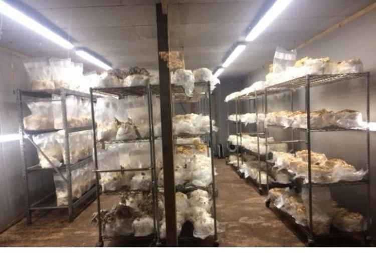 One of the climate-controlled mushroom growing rooms