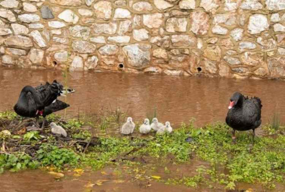 One of the last photos of the cygnets. Picture:Neil Salter