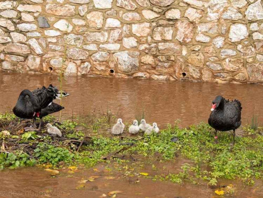 One of the last photos of the black swans and cygnets. Picture: Neil Salter