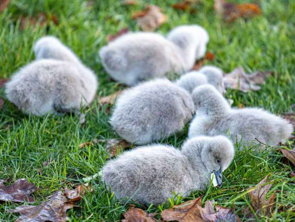 The last picture taken of the cygnets by Neil Salter.