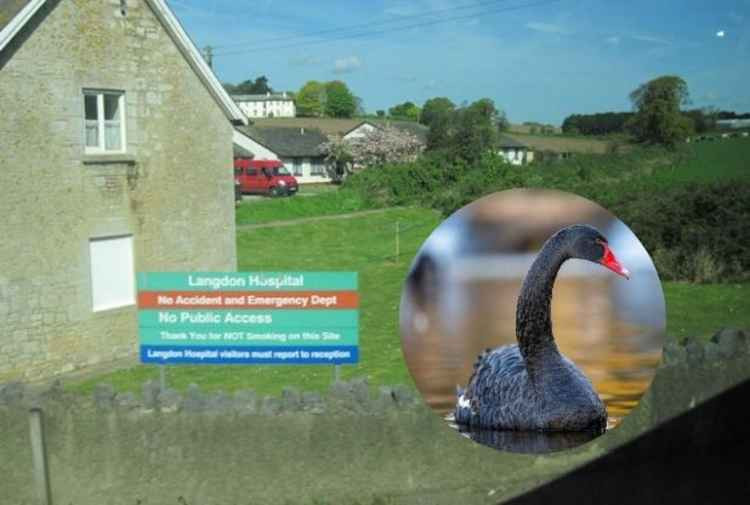 Langdon Hospital and inset, one of Dawlish's black swans. Picture: Geograph/Neil Salter