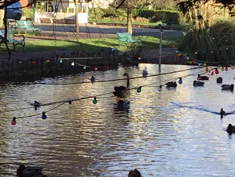 The black swan back in the water, just after being released