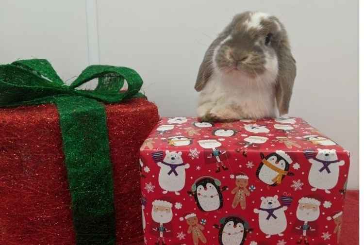 Animals In Distress has launched its Christmas appeal. Picture: Animals in Distress