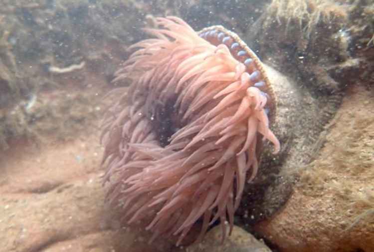 Strawberry anemone. Picture: Toby Sherwin