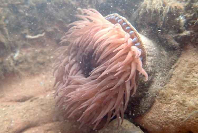 Strawberry anemone. Picture: Toby Sherwin Strawberry anemone. Picture: Toby Sherwin