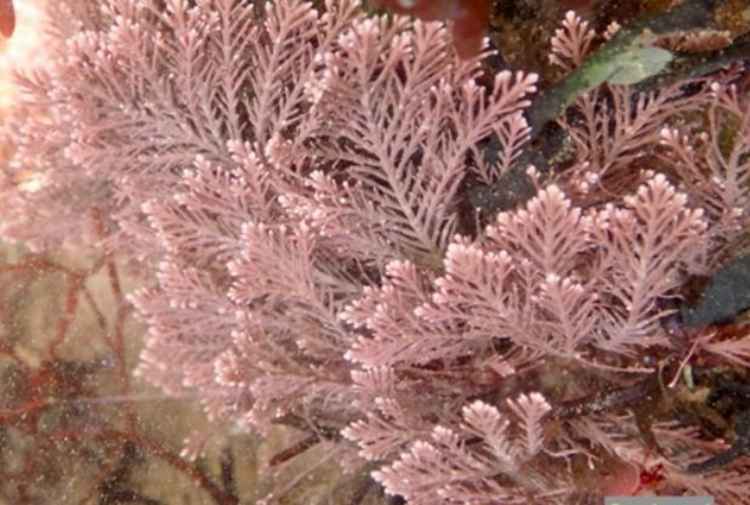 Coral weed. Picture: Toby Sherwin