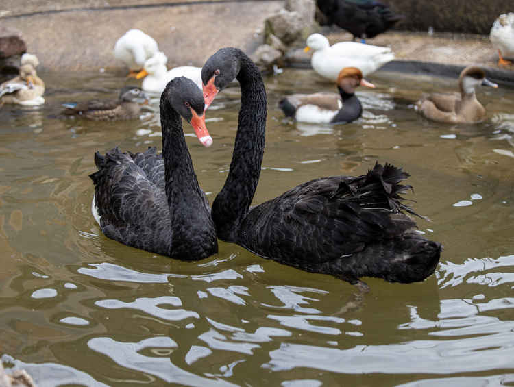 The newly arrived pair of swans. Picture: Neil Salter, Black Swan Cams