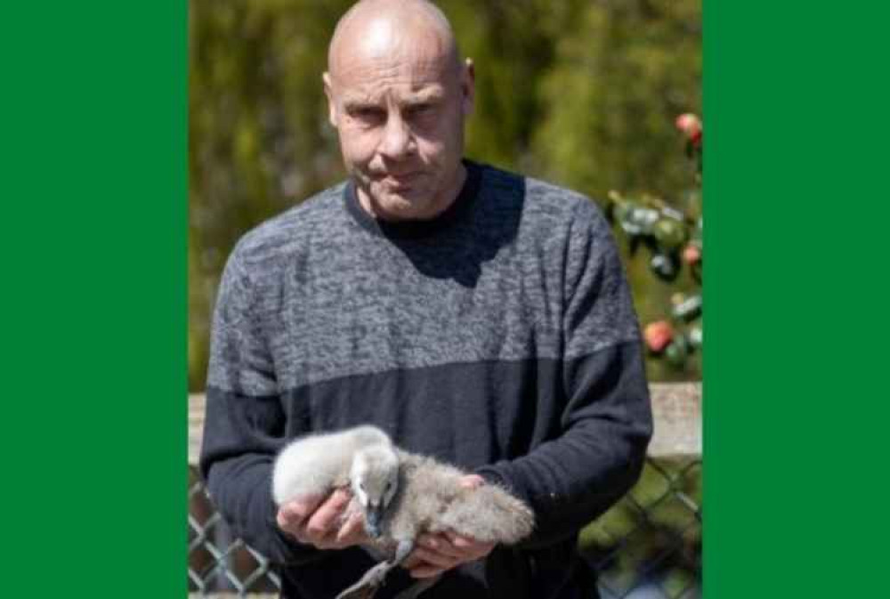 Waterfowl warden Steve Cole with the injured cygnet. Picture: Neil Salter, Dawlish Beach Cams