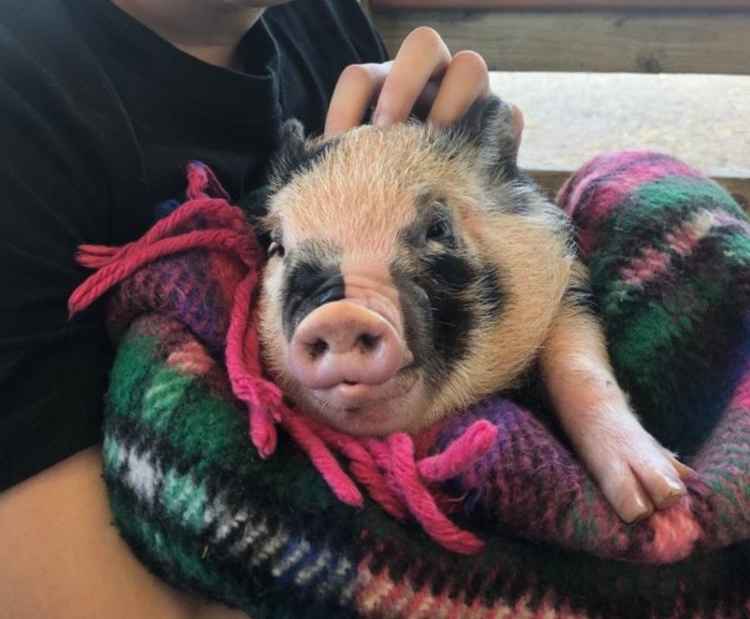 Cradling a miniature pig.