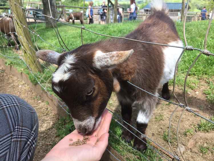 Feeding a goat.