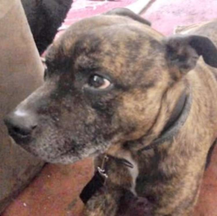 Mutley, a 14-year-old Staffordshire Bull Terrier, is believed to have been stolen