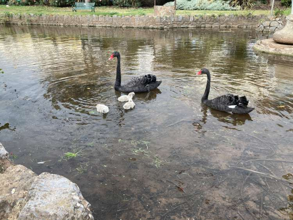 The three remaining cygnets with their parents in the brook on Wednesday 1 September