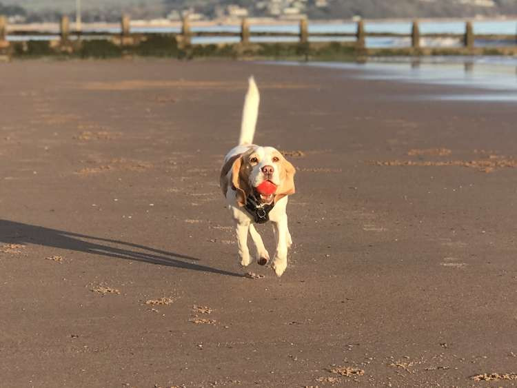 Playing ball games with your dog can help teach them recall