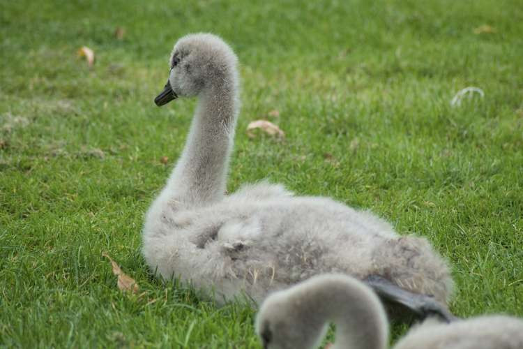 File Photo: Cygnets on the Lawn on Wednesday 6 October. Nub News/ Will Goddard