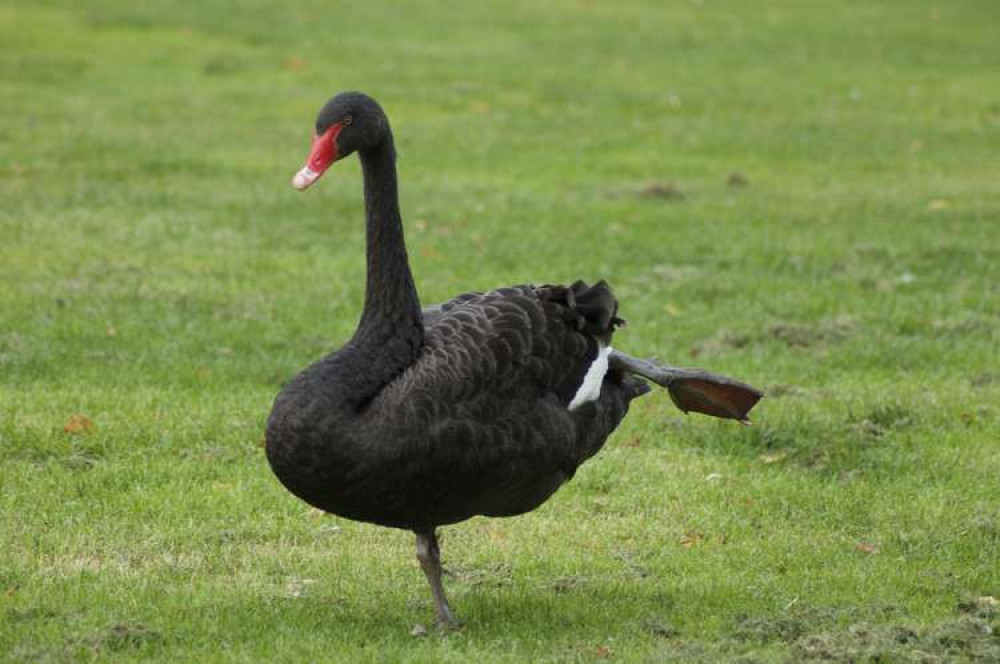 File Photo: Black swan standing on one leg, Dawlish Lawn on Wednesday 6 October. Nub News/ Will Goddard