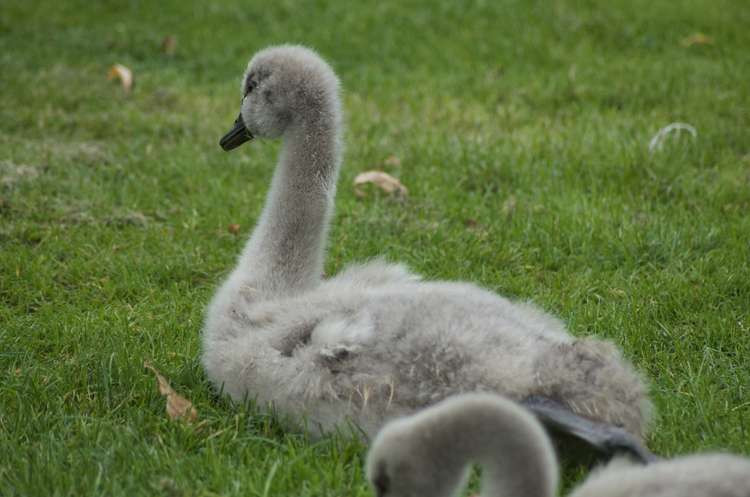 Cygnets on Dawlish Lawn (Nub News, Will Goddard)