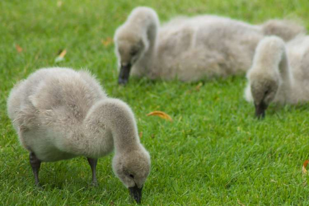 Cygnets on Dawlish Lawn (Nub News, Will Goddard)