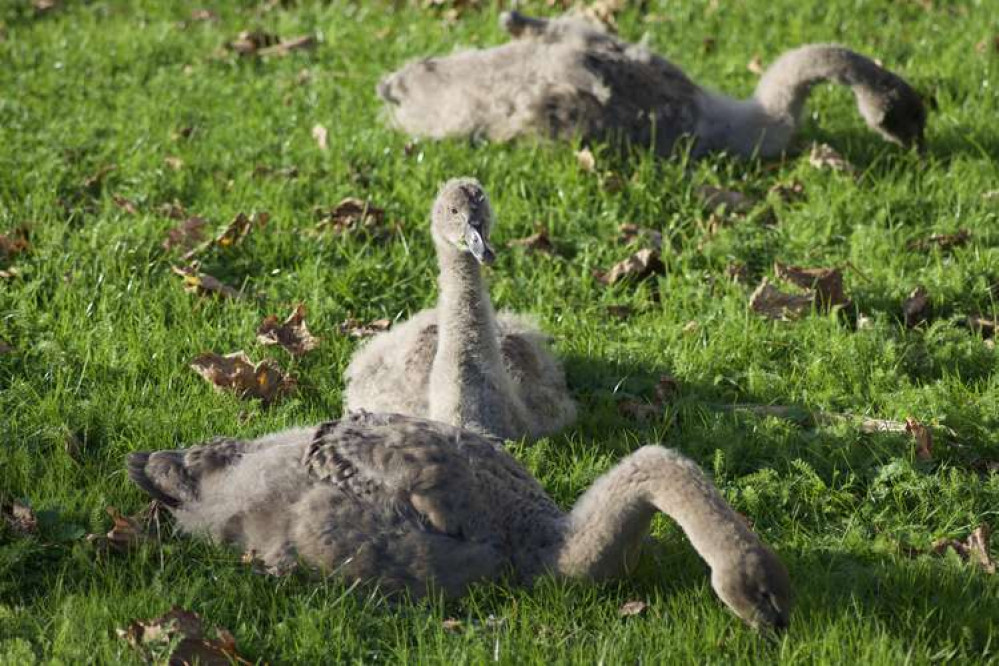 The three cygnets near Dawlish Water (the Brook) on 29 October (Nub News, Will Goddard)