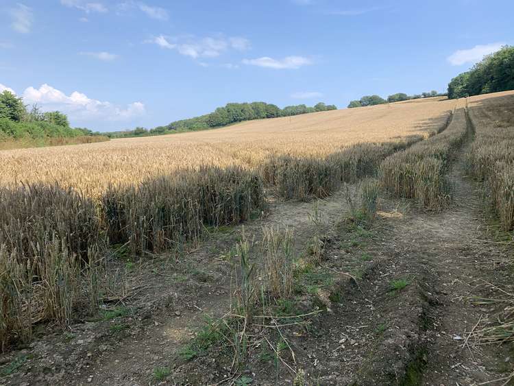 Go left through the field, walking on the small path between crops