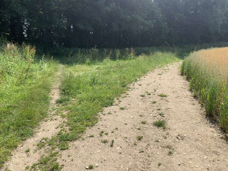 Where the field bends to the right, take the small footpath to continue straight into woodland